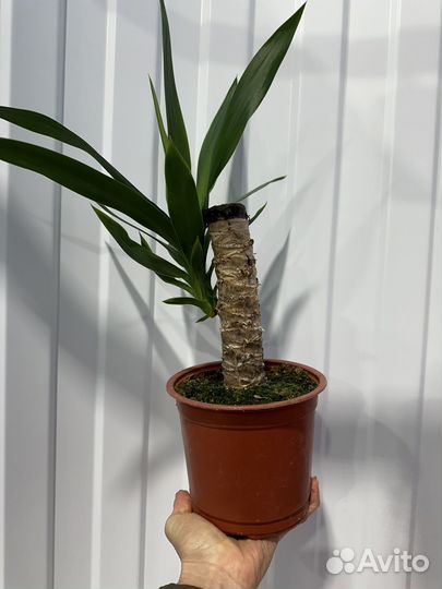 Комнатные цветы юкка