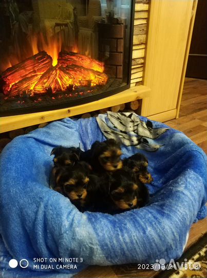 Йоркширский терьер