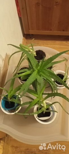 Хойя,авокадо, золотой ус, алое - комнатные цветы