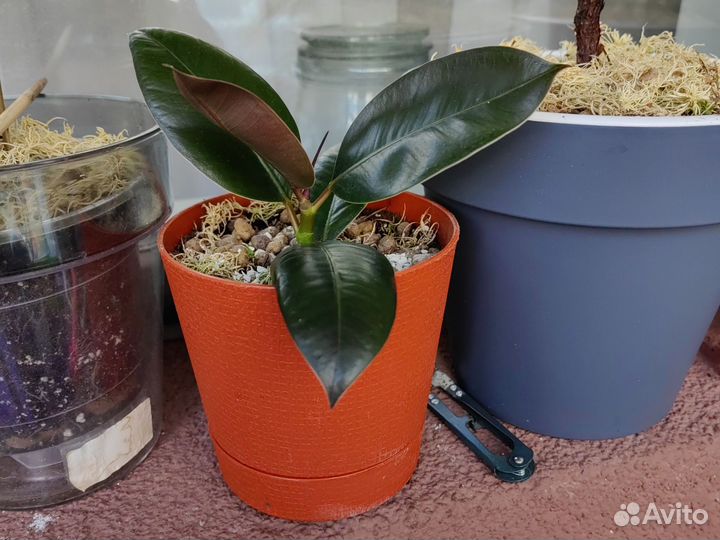 Фикус каучуконосный