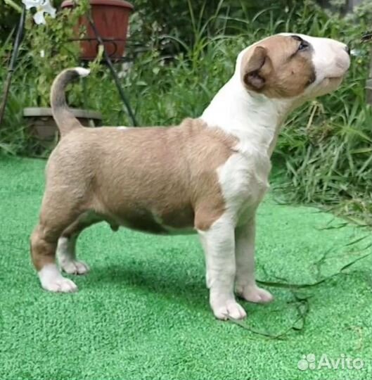 Щенки стандартного бультерьера