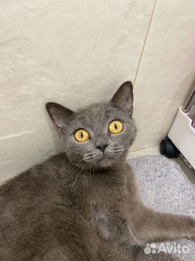 Русская голубая кошка в добрые руки