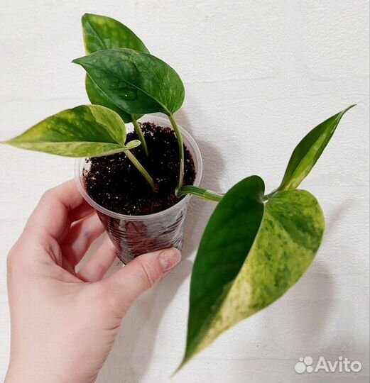 Сциндапсус марбл квин