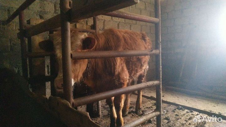 Корова красная степная