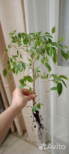 Фикус бенджамина