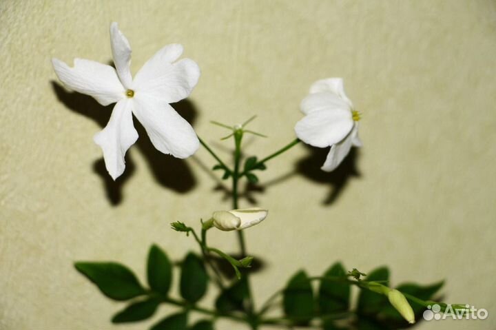 Жасмины комнатные