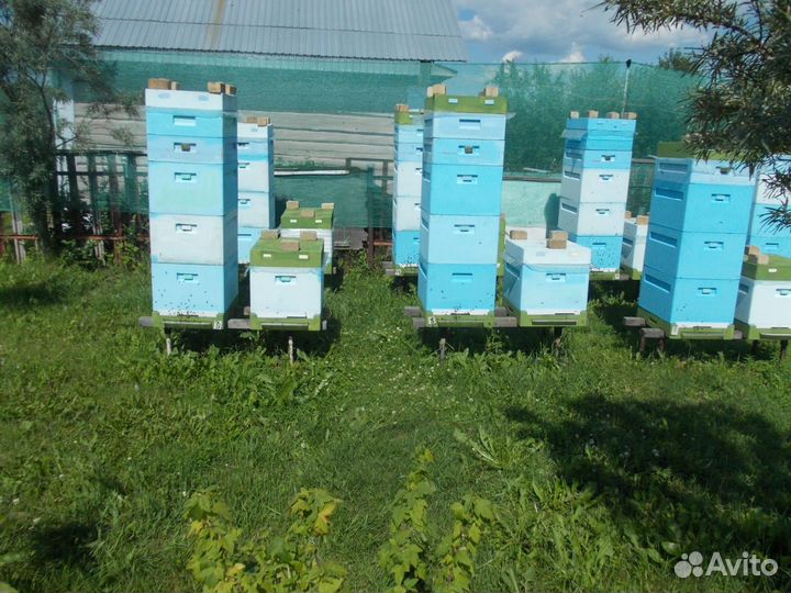 Пчелосемьи
