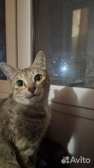 Кошка в добрые руки