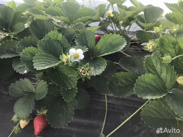 Рассада клубники и клюквы крупноплодной