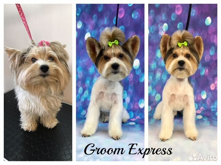 Стрижка собак, тримминг, УЗ. чистка зубов