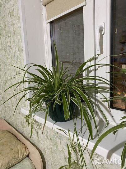 Хлорофитум