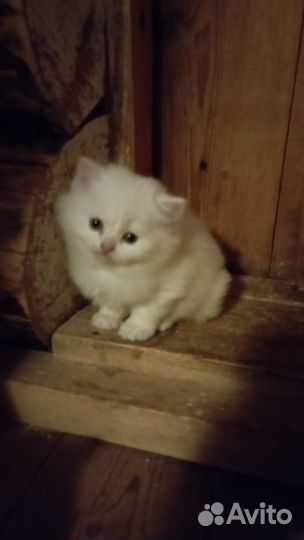 Белые британские котята