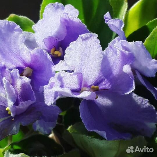 Фиалки. Фиалка. Детки