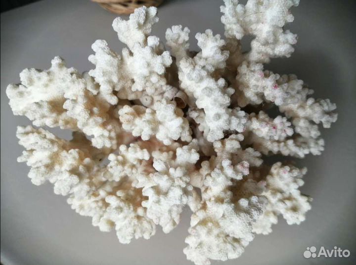 Коралл ракушки морская звезда