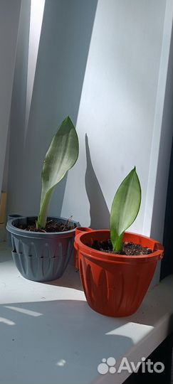 Сансевиерия муншайн