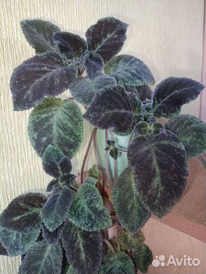 Эписция emerald velvet