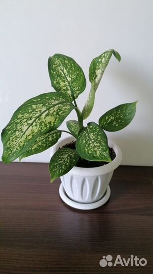 Комнатные растения