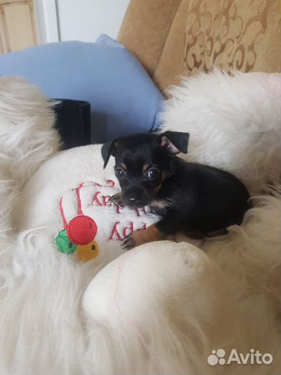 Мини той-терьер щенки