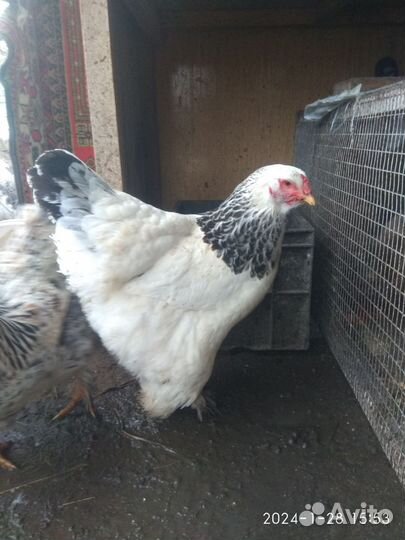 Петухи и куры брама