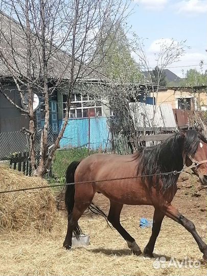 Жеребец орловский рысак