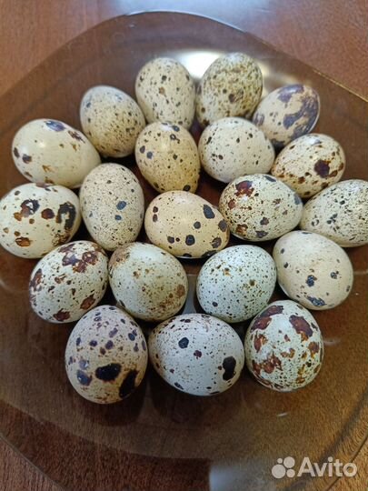 Яйцо домашнее