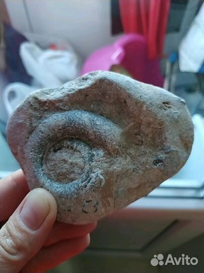 Окаменелости Балтийское море