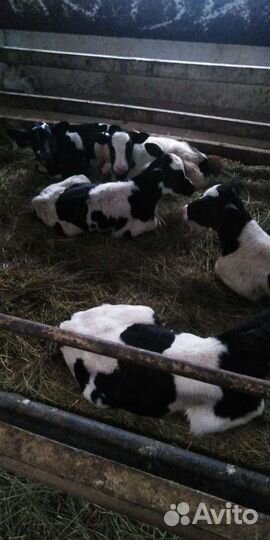 Бычки и телята