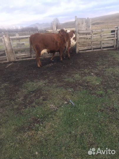 Бык, телки, бараны