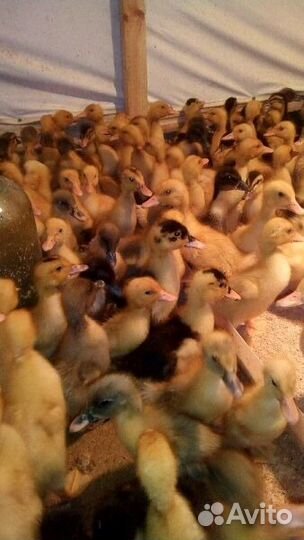 Утята разных пород