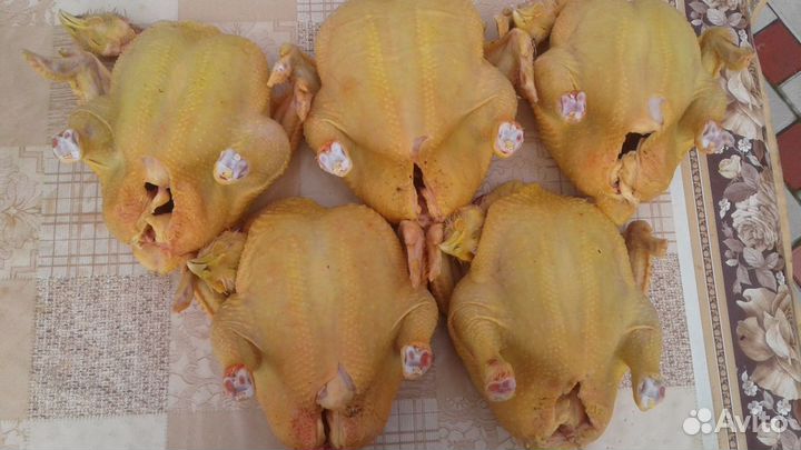 Куры бройлеры