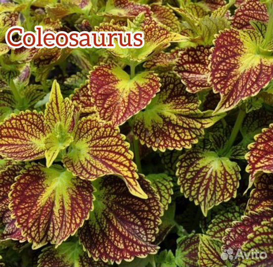 Колеусы вегетативные сортовые