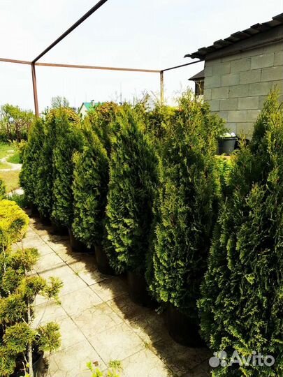 Туя Смарагд