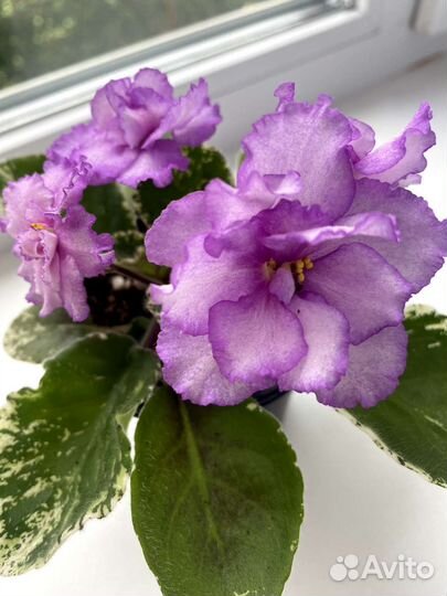 Сортовые фиалки