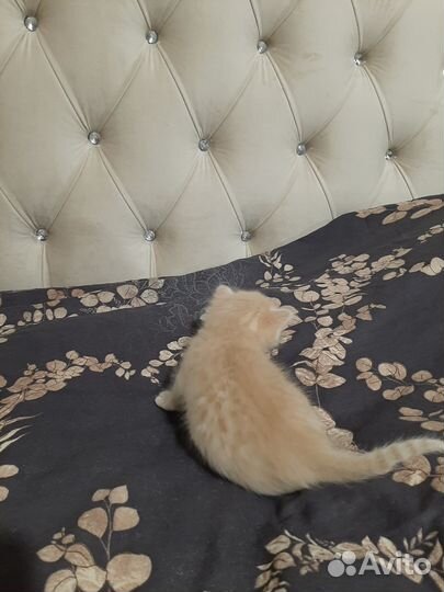 Британские котята