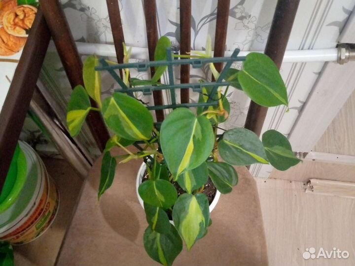 Филадендрон