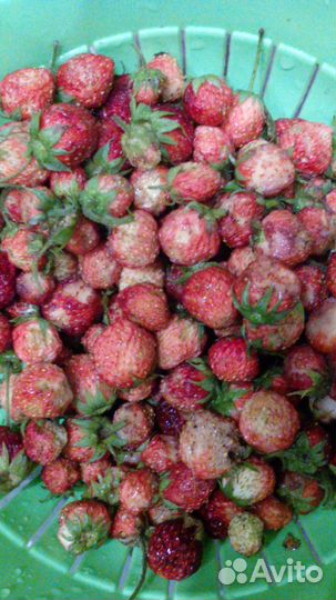 Земклубника