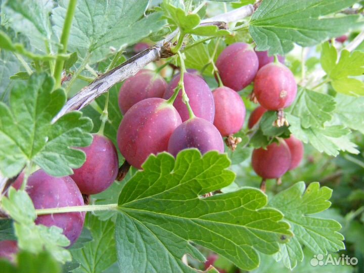 Крыжовник коричневый и зелёный