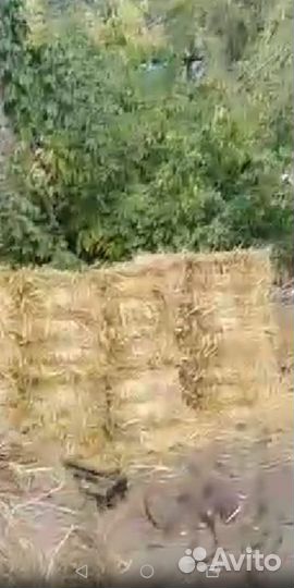 Сено луговое полевое,зелёное