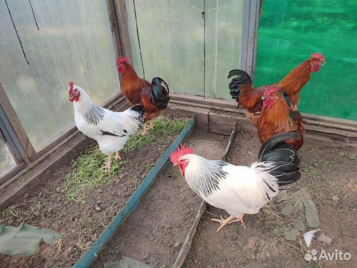 Кучинские, Адлеровские и Леггорн петушки