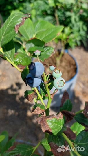 Голубика по сортам зкс