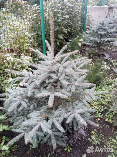 Саженцы,крупномеры: голубая ель, сосна, пихта