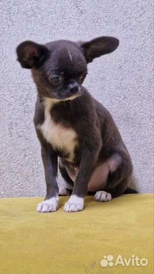 Чихуахуа миниатюрный мальчик