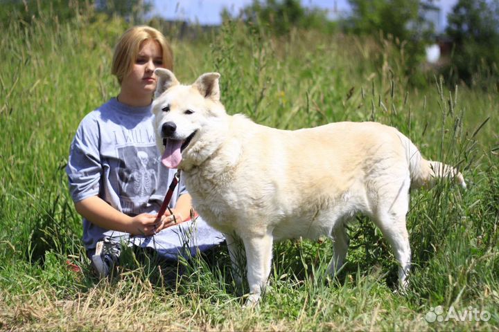 Собака в добрые руки