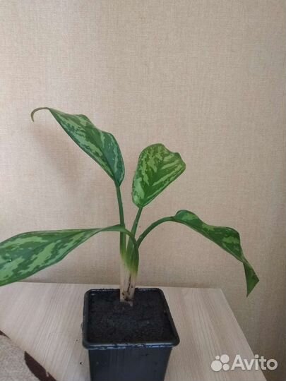 Диффенбахия