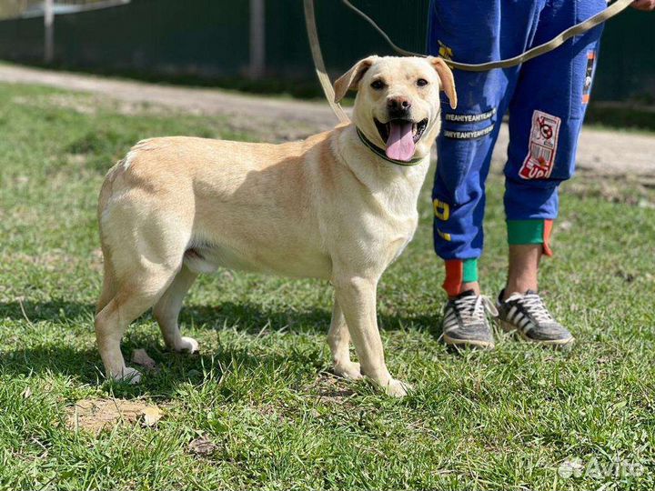 Собака в добрые руки