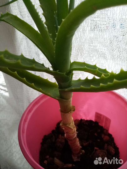 Алоэ столетник