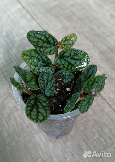 Пеллиония Пульхра