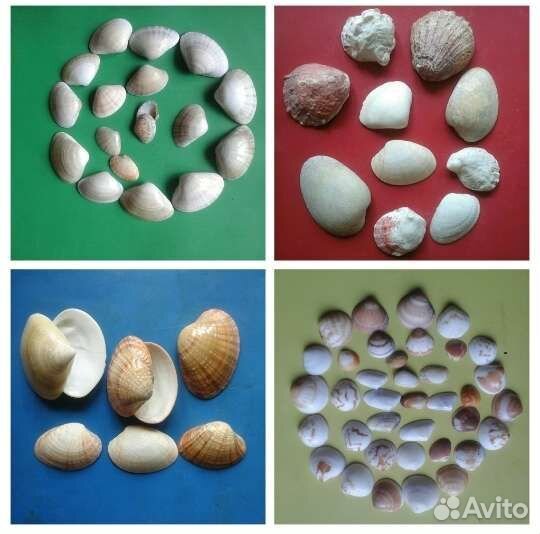 Раковин2хствор,Коралы,Блестящ,Отверстия,Камушки