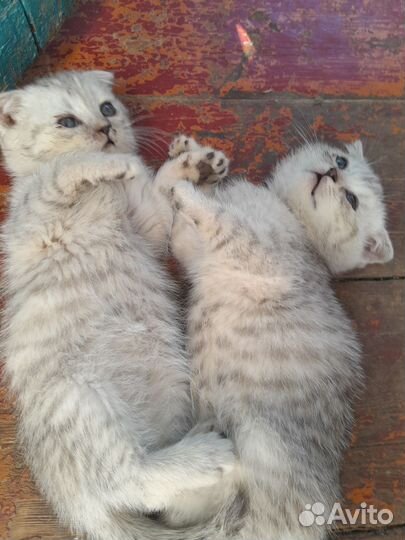 Британские вислоухие котята