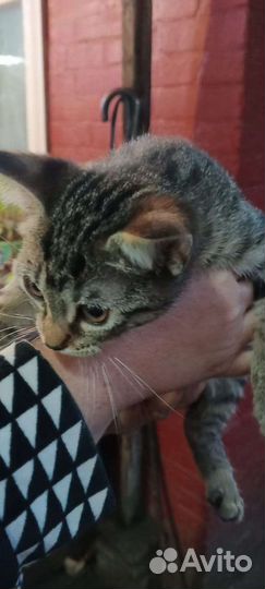 Котик в дар